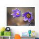 Purple crocus Wall Mural