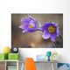 Purple crocus Wall Mural
