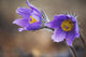 Purple crocus Wall Mural