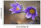 Purple crocus Wall Mural