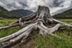 Old stump Wall Mural