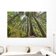Rainforest in Strathcona Provincial Park Wall Mural