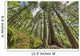 Rainforest in Strathcona Provincial Park Wall Mural