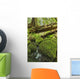Rainforest in Avatar Grove near Tofino Wall Mural
