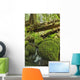 Rainforest in Avatar Grove near Tofino Wall Mural