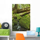 Rainforest in Avatar Grove near Tofino Wall Mural