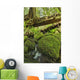 Rainforest in Avatar Grove near Tofino Wall Mural