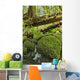 Rainforest in Avatar Grove near Tofino Wall Mural