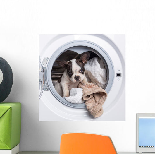 French Bulldog Puppy inside