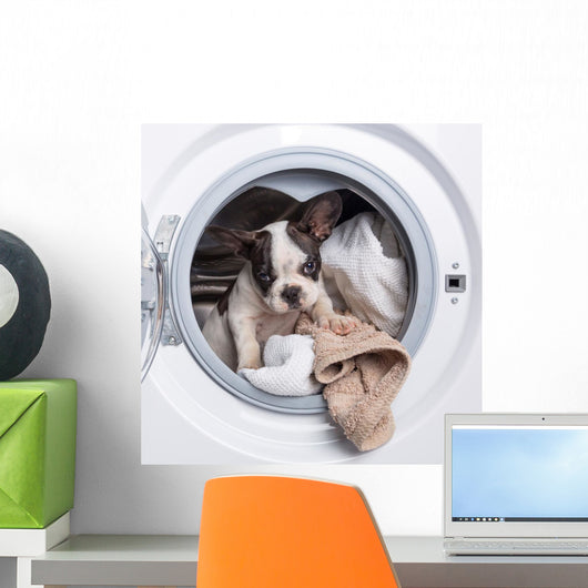 French Bulldog Puppy inside