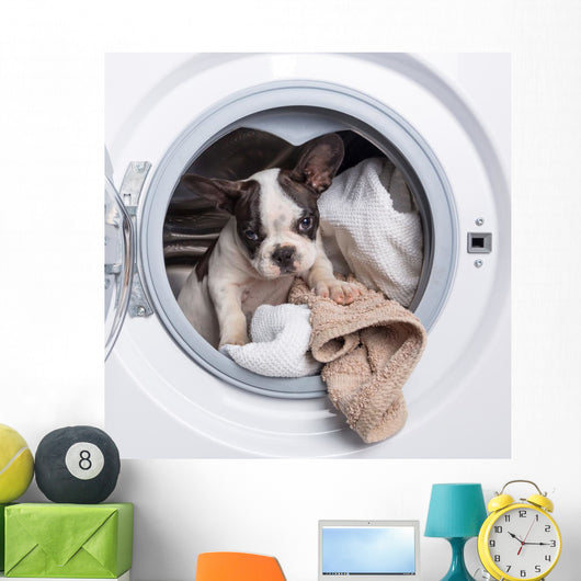 French Bulldog Puppy inside