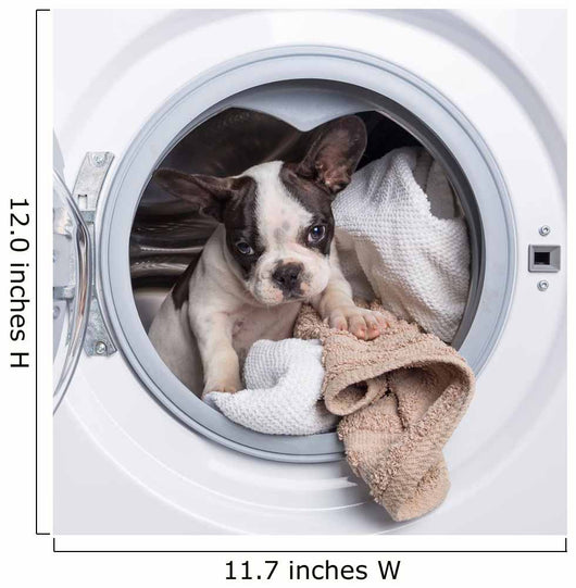 French Bulldog Puppy inside
