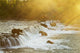 Brown bears gathered at Brooks Falls to fish for salmon Wall Mural