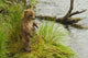 Brown bear cub standing in grass at edge of Brooks River in rain Wall Mural