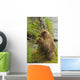 Brown bear cubs standing upright on a grassy bank of Brooks River Wall Mural