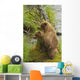 Brown bear cubs standing upright on a grassy bank of Brooks River Wall Mural