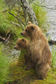 Brown bear cubs standing upright on a grassy bank of Brooks River Wall Mural