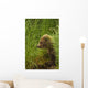 Brown bear cub sitting on grassy bank of Brooks River Wall Mural
