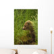 Brown bear cub sitting on grassy bank of Brooks River Wall Mural