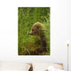 Brown bear cub sitting on grassy bank of Brooks River Wall Mural