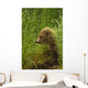 Brown bear cub sitting on grassy bank of Brooks River Wall Mural