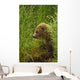 Brown bear cub sitting on grassy bank of Brooks River Wall Mural