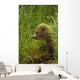 Brown bear cub sitting on grassy bank of Brooks River Wall Mural
