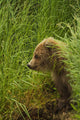 Brown bear cub sitting on grassy bank of Brooks River Wall Mural