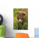 Brown bear cub close-up Wall Mural