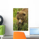 Brown bear cub close-up Wall Mural