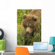 Brown bear cub close-up Wall Mural