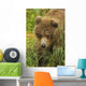 Brown bear cub close-up Wall Mural