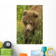 Brown bear cub close-up Wall Mural