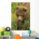 Brown bear cub close-up Wall Mural