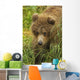 Brown bear cub close-up Wall Mural