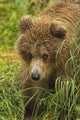 Brown bear cub close-up Wall Mural