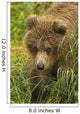 Brown bear cub close-up Wall Mural