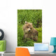 Brown bear cub close-up Wall Mural