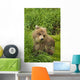 Brown bear cub close-up Wall Mural