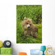 Brown bear cub close-up Wall Mural