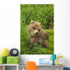 Brown bear cub close-up Wall Mural
