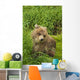 Brown bear cub close-up Wall Mural
