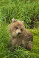 Brown bear cub close-up Wall Mural