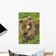 Brown bear cub close-up Wall Mural