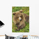 Brown bear cub close-up Wall Mural