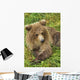 Brown bear cub close-up Wall Mural