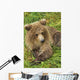 Brown bear cub close-up Wall Mural
