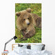 Brown bear cub close-up Wall Mural