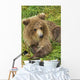 Brown bear cub close-up Wall Mural