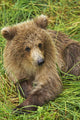 Brown bear cub close-up Wall Mural